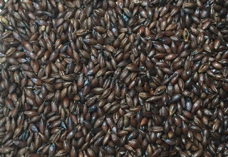 Dark Roasted Barley